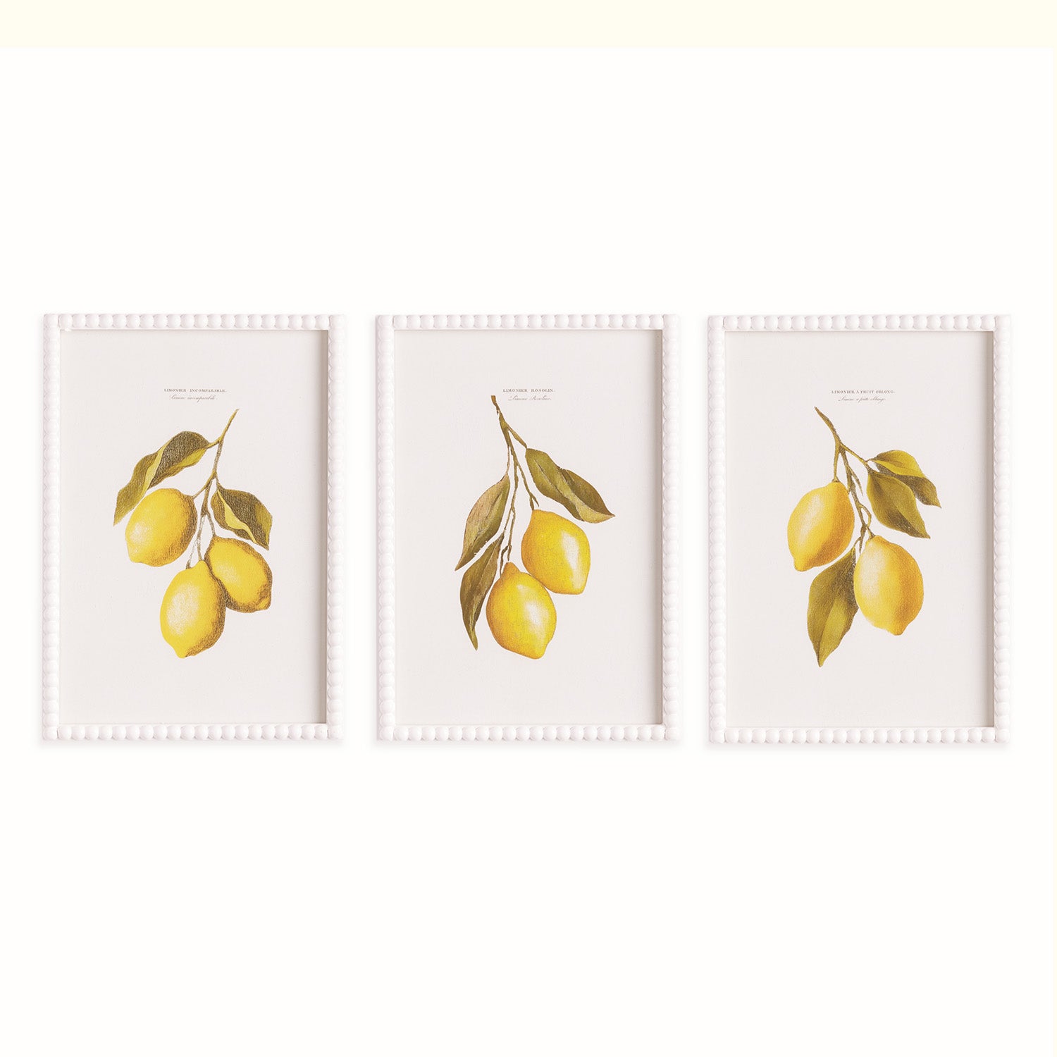 Lemon Cuttings Study Framed Art Set of 3