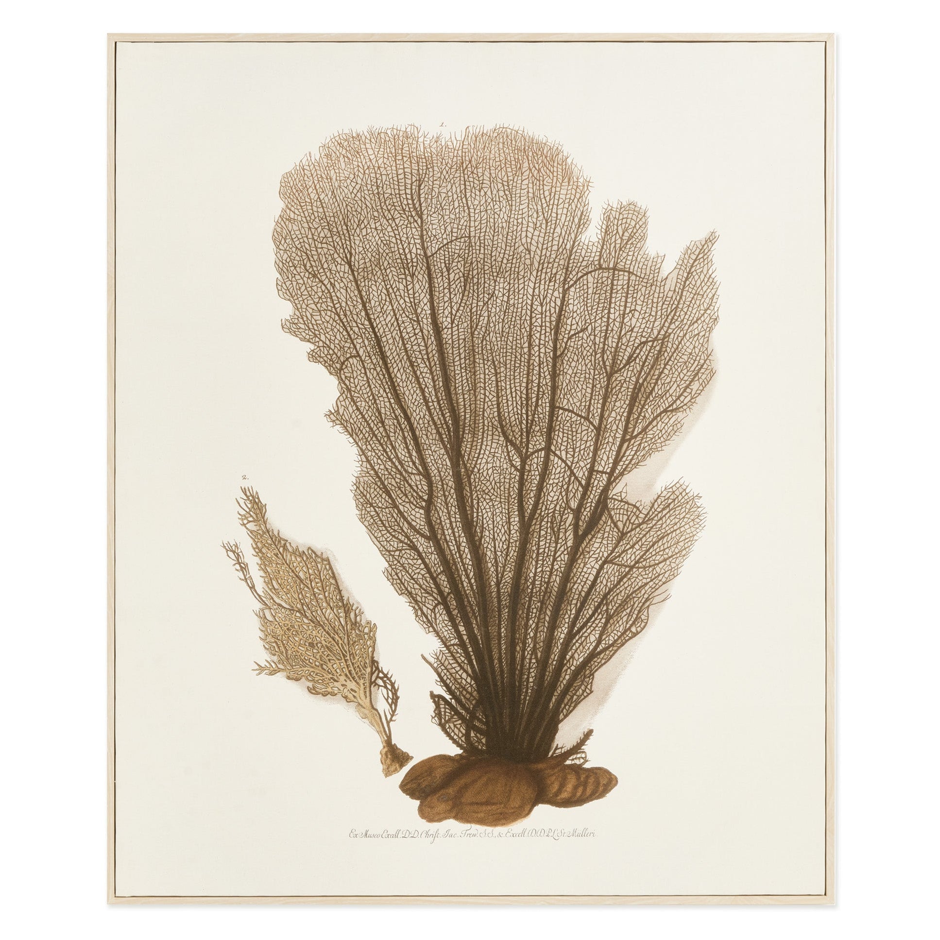 Coral Fan Giclee Framed Art