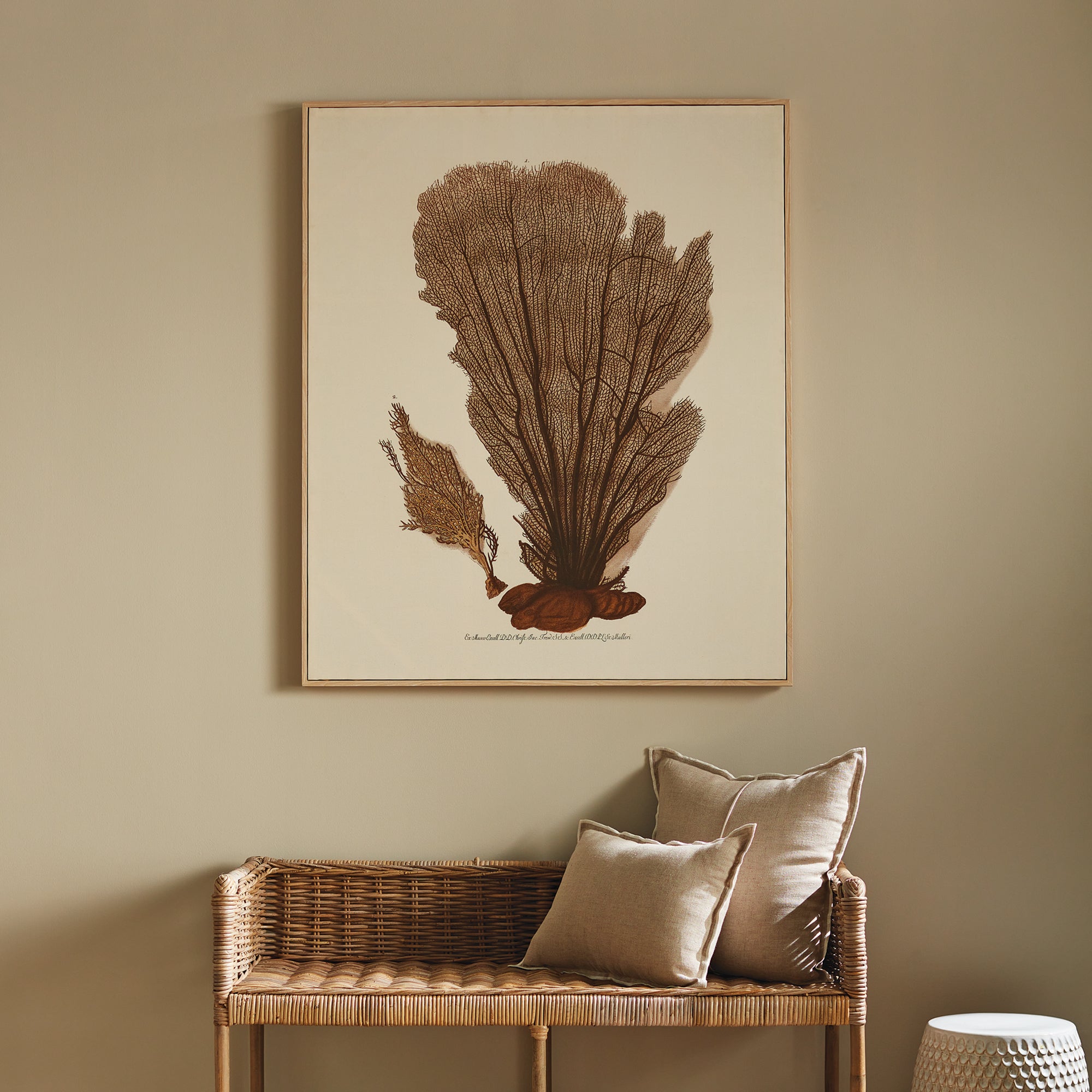 Coral Fan Giclee Framed Art