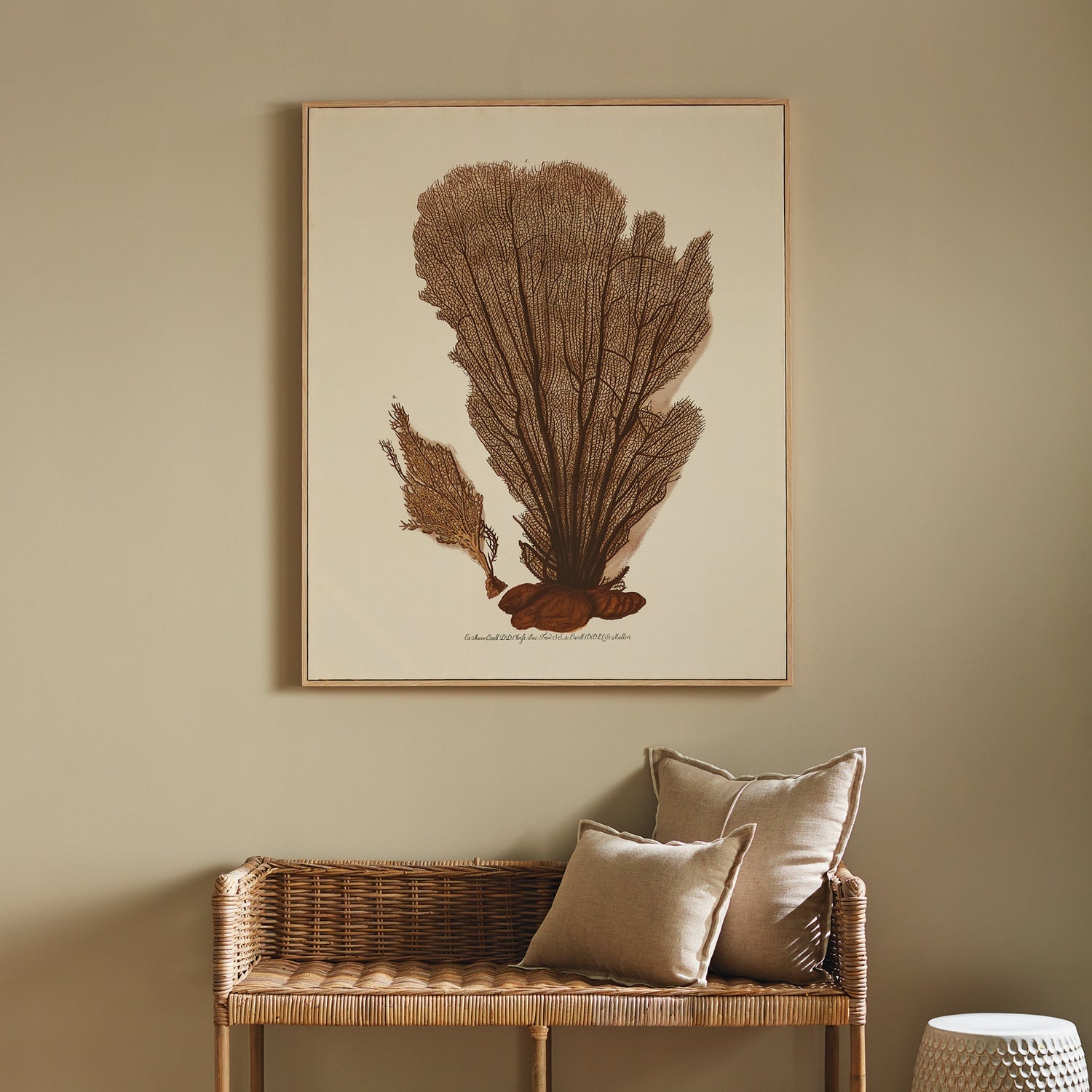 Coral Fan Giclee Framed Art