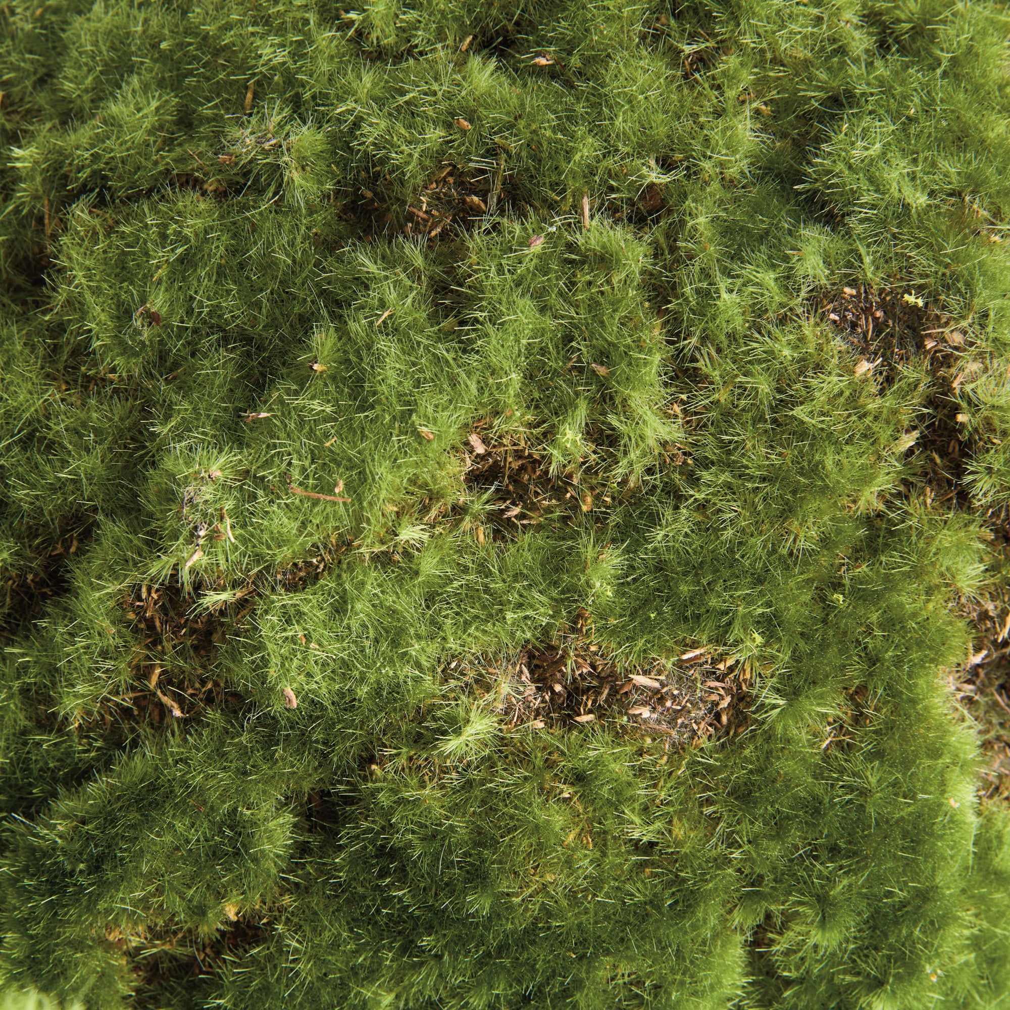Moss 11in Orb Set of 2