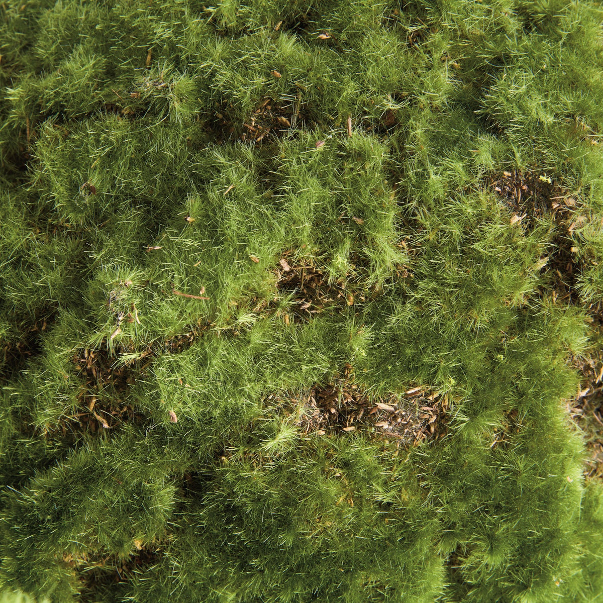 Moss 11in Orb Set of 2