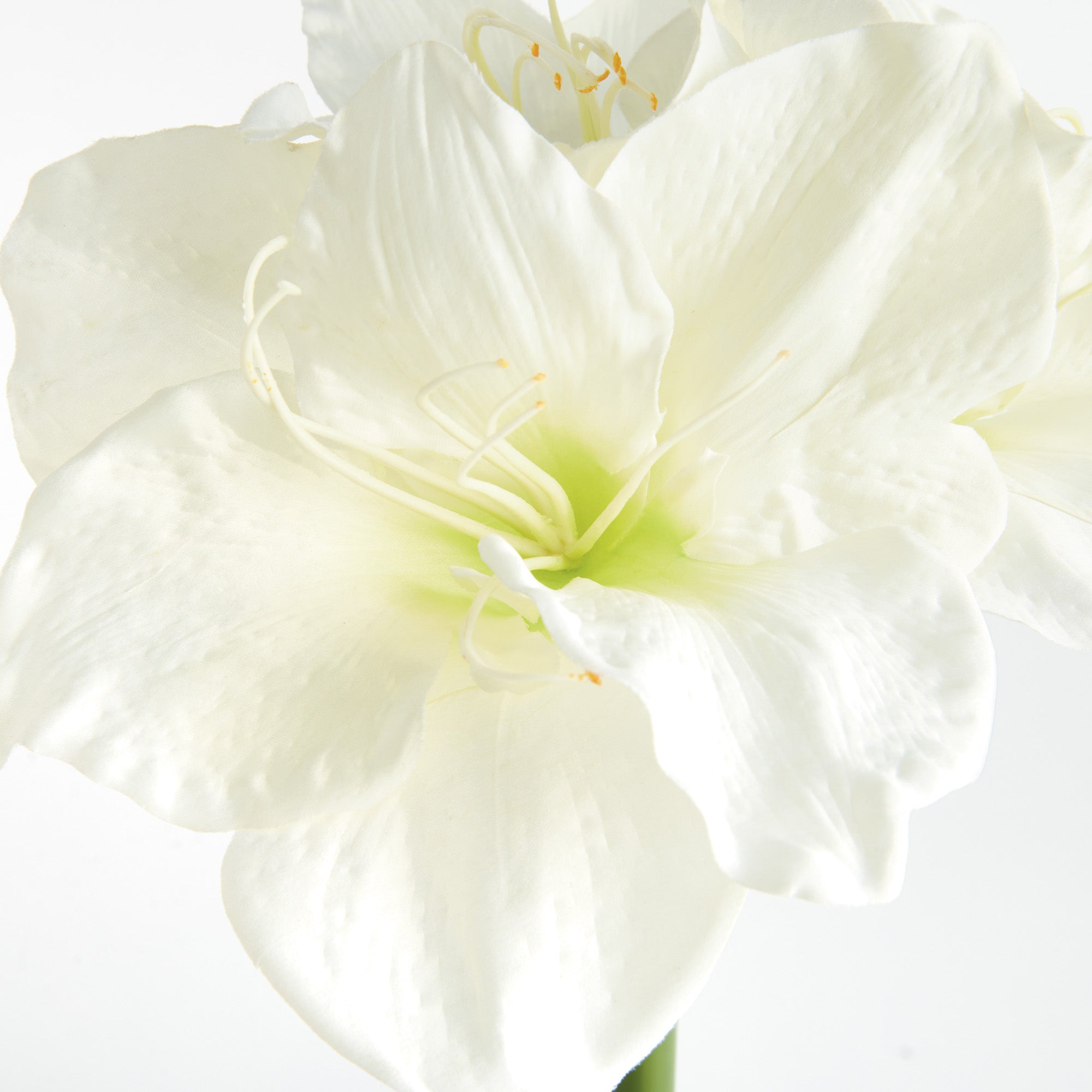 Amaryllis White Faux Plant Stem Set of 2