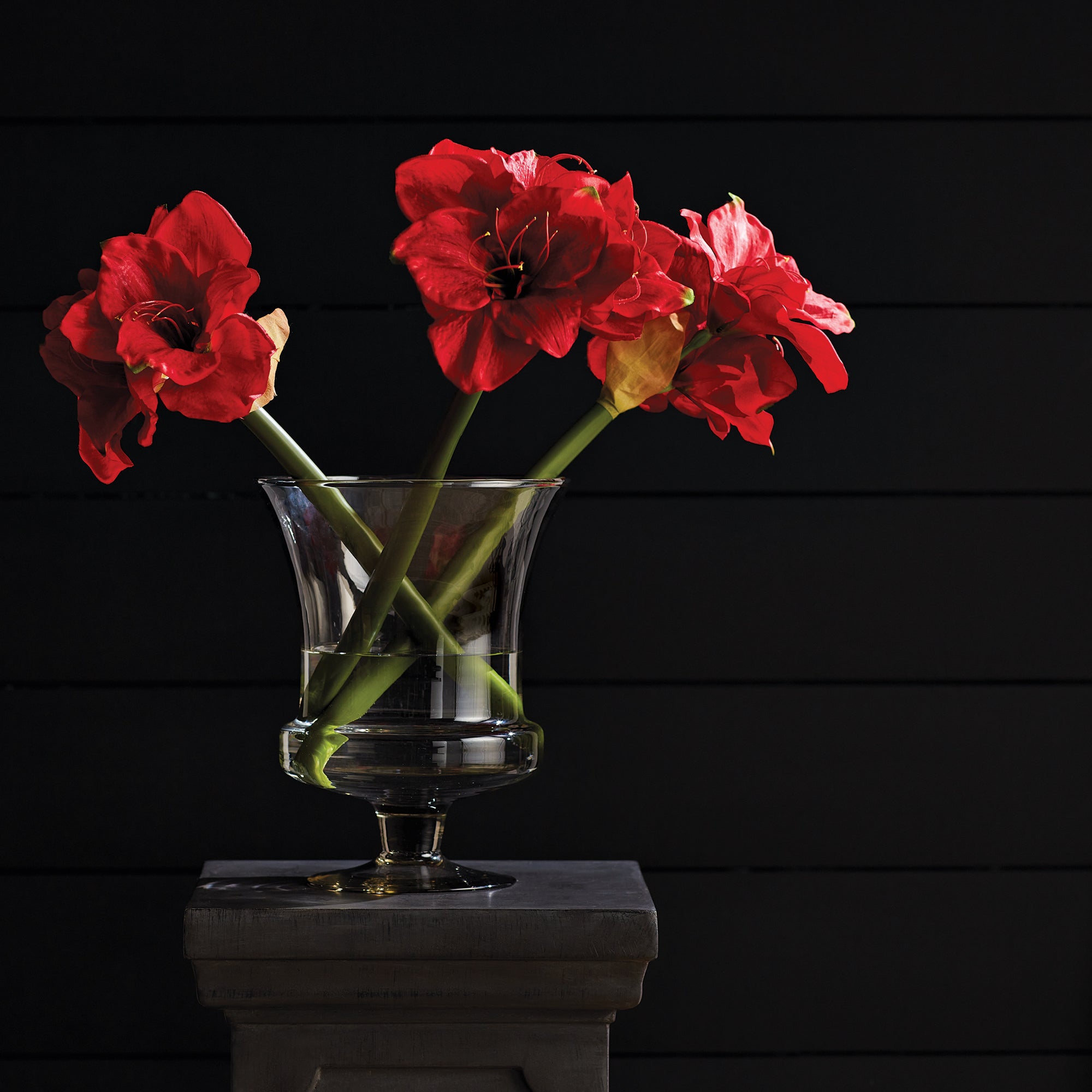 Amaryllis Red Bulb Faux Plant Set of 2