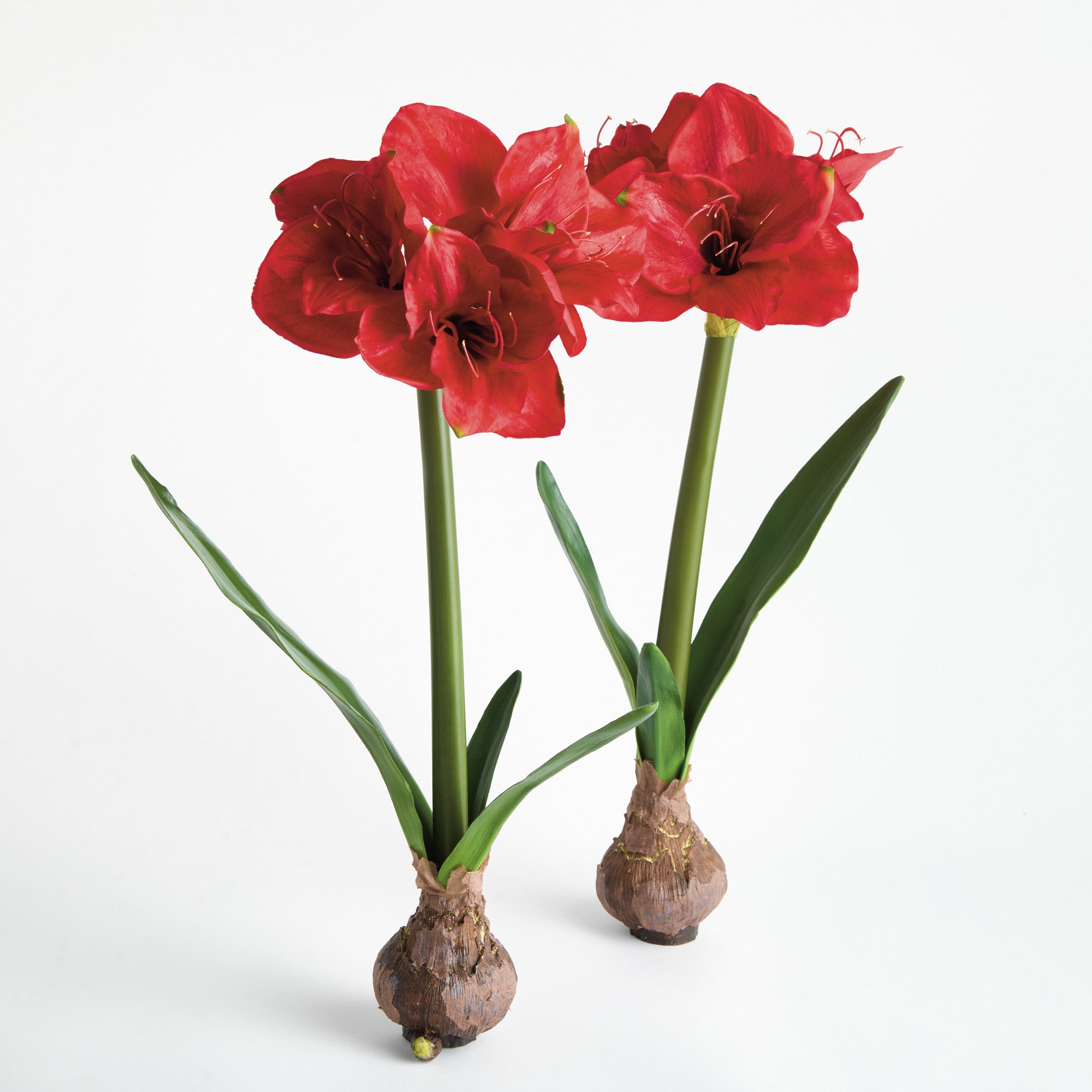 Amaryllis Red Bulb Faux Plant Set of 2