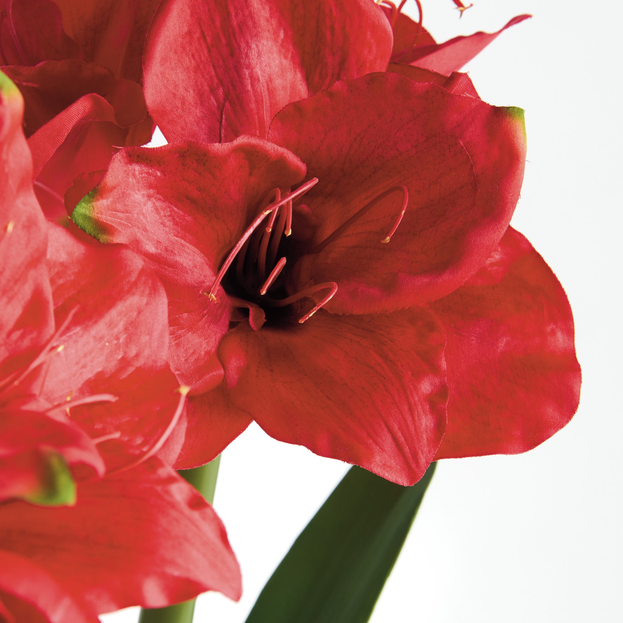 Amaryllis Red Bulb Faux Plant Set of 2