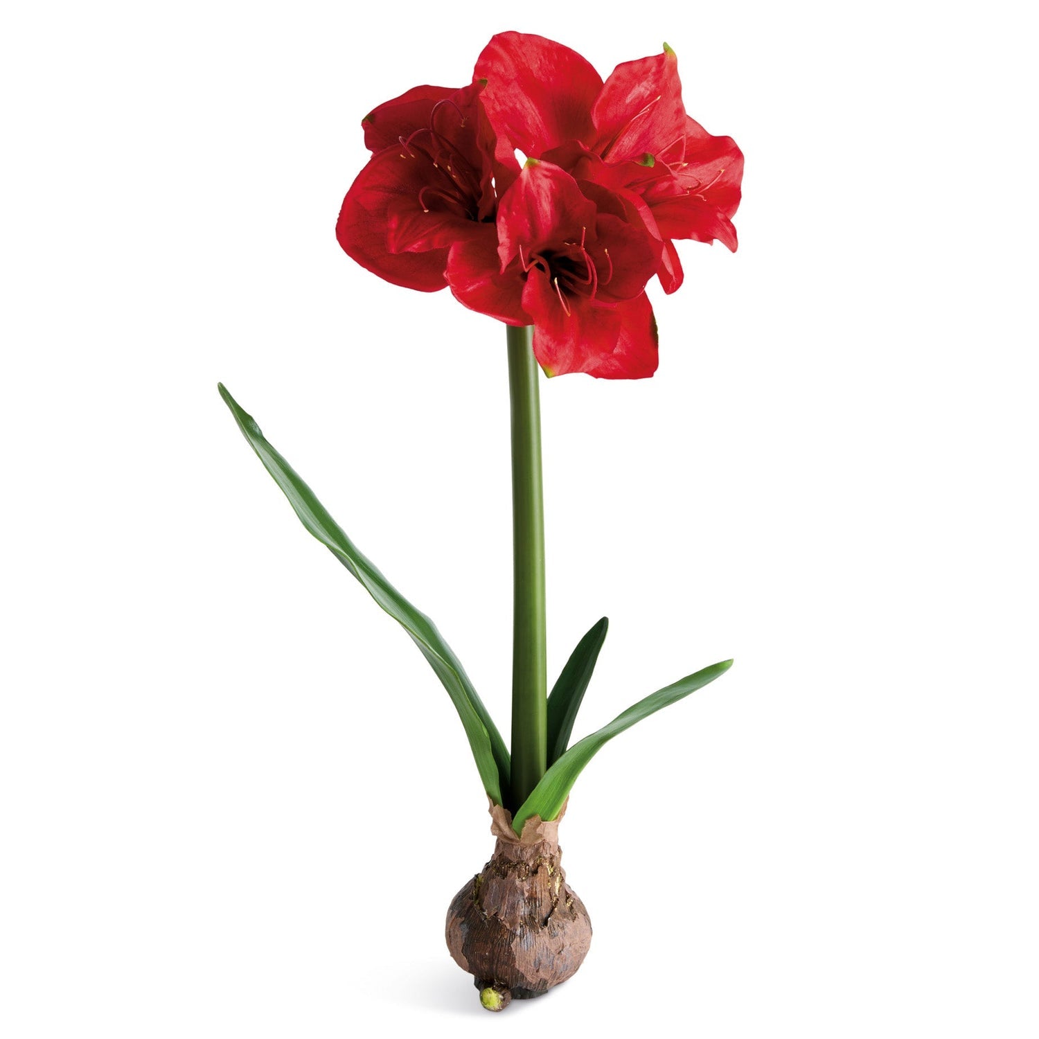 Amaryllis Red Bulb Faux Plant Set of 2