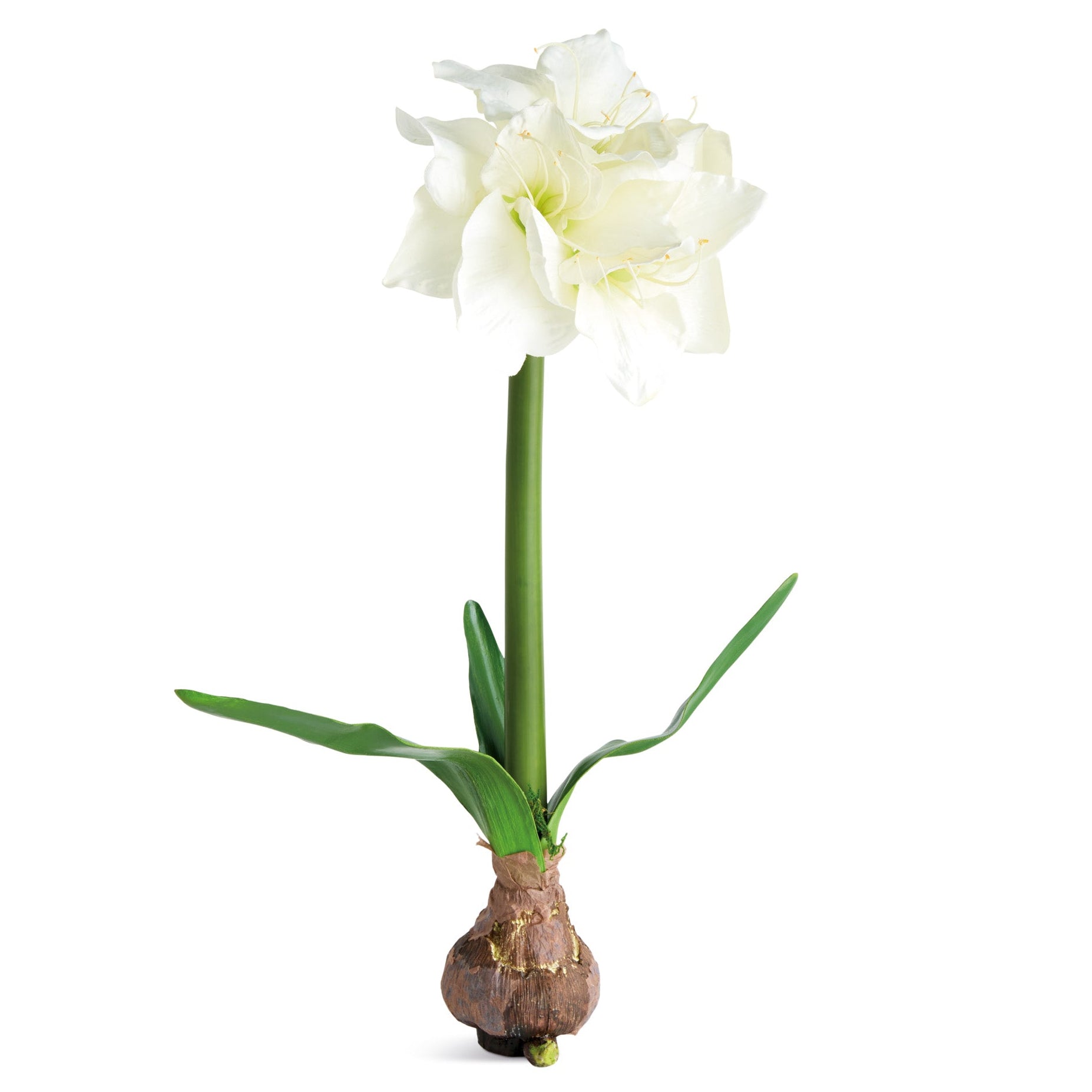 Amaryllis White Bulb Faux Plant Set of 2