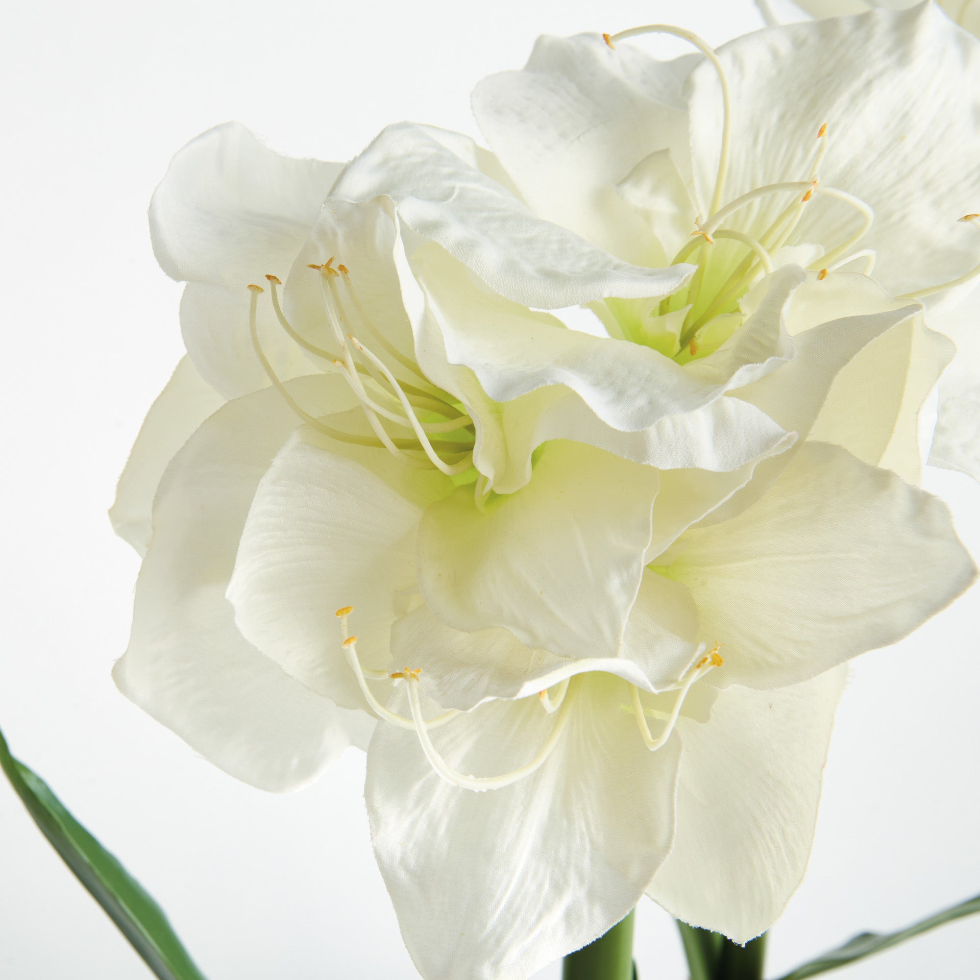 Amaryllis White Bulb Faux Plant Set of 2