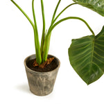 Alocasia Potted Plant