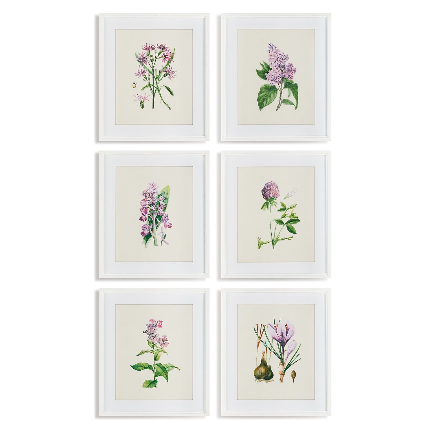 Flower Study Framed Print Set of 6