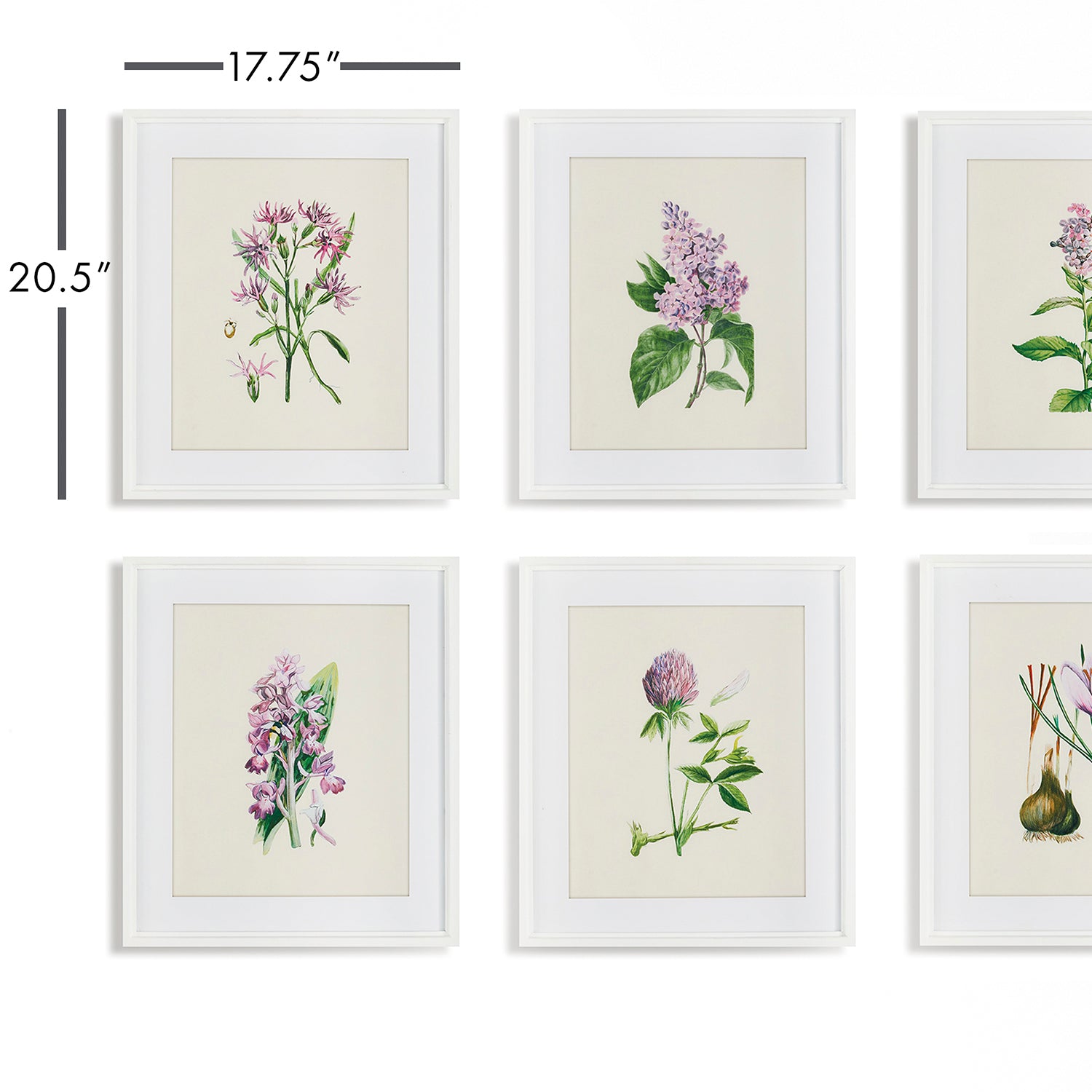 Flower Study Framed Print Set of 6