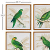 Green Parrots Study Wall Art Set of 4