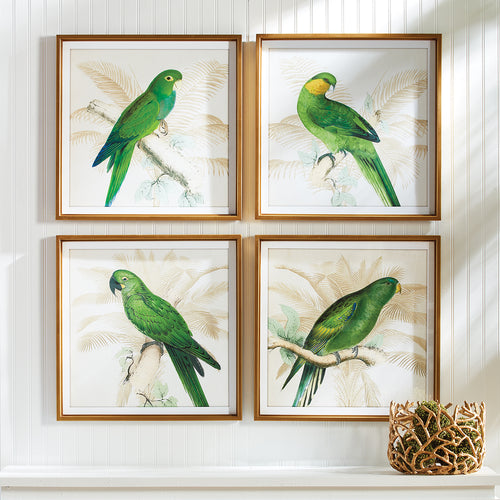 Green Parrots Study Wall Art Set of 4