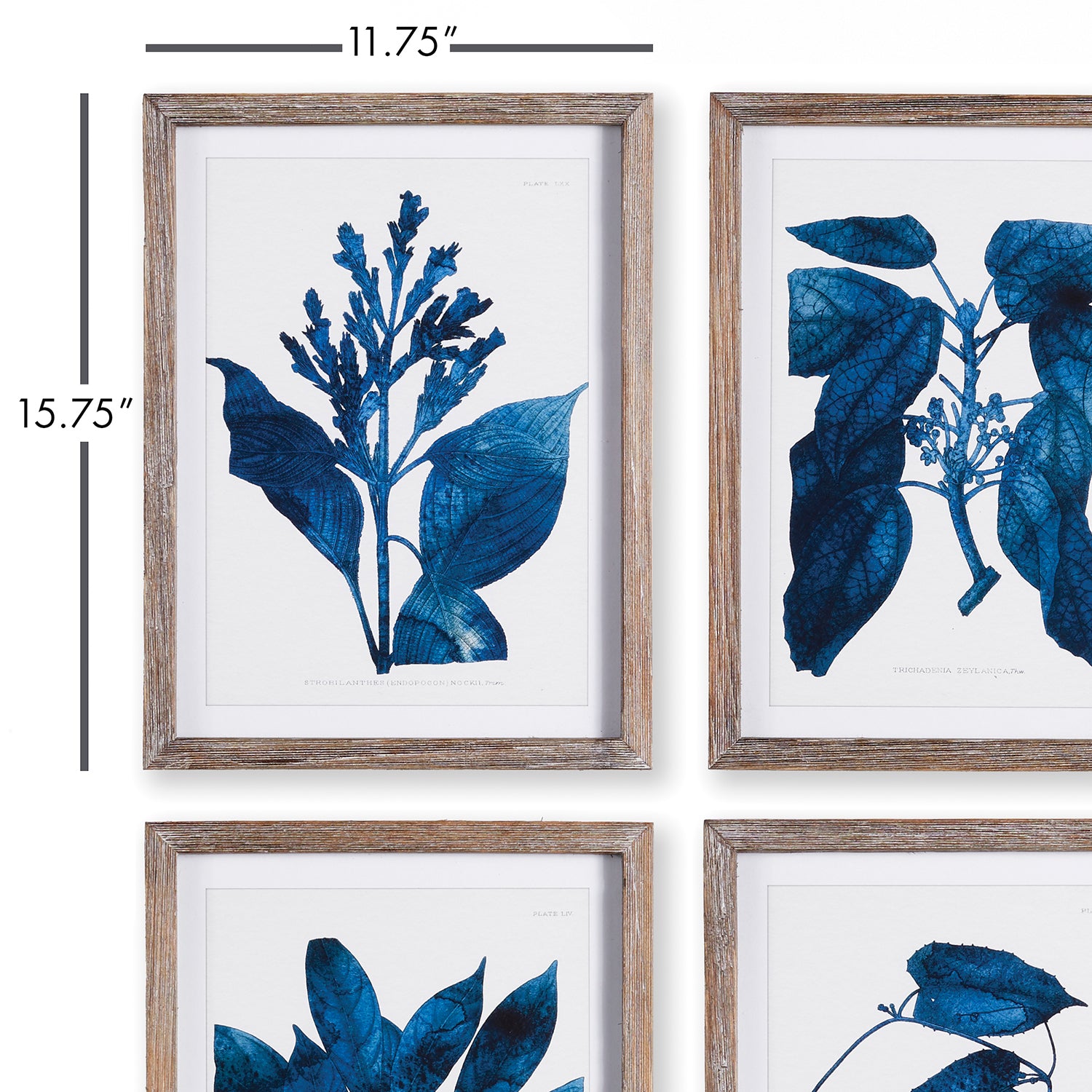 Indigo Botanicals Wall Art Set of 4