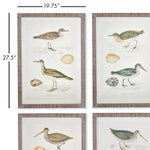 Coastal Birds Study Wall Art Set of 4