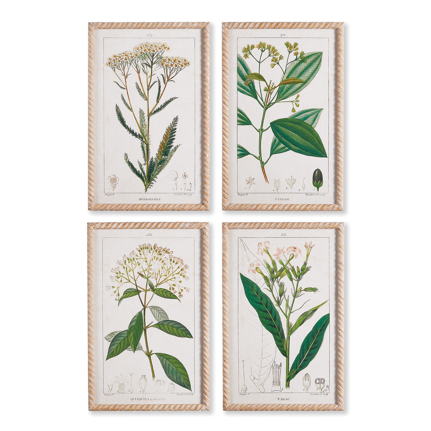 Meadow Botanical Study Framed Art Set of 4