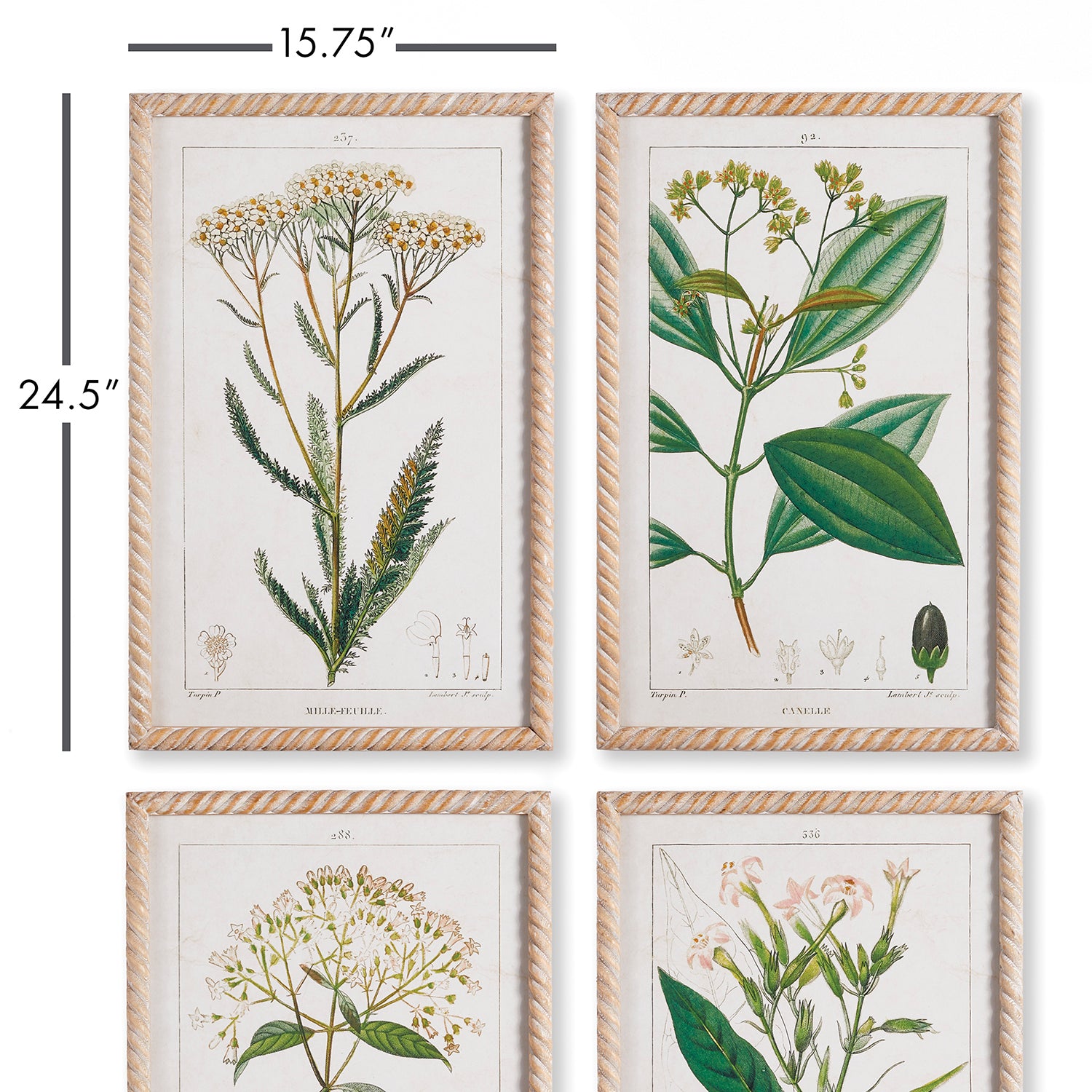 Meadow Botanical Study Framed Art Set of 4