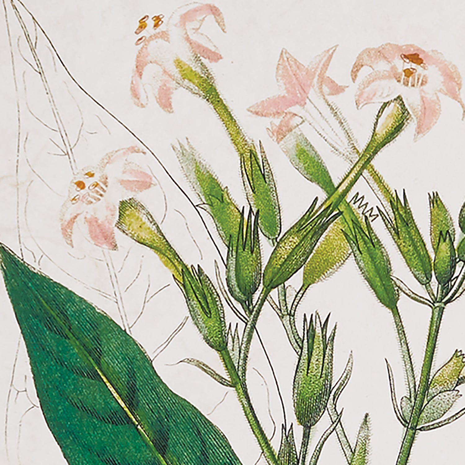 Meadow Botanical Study Framed Art Set of 4