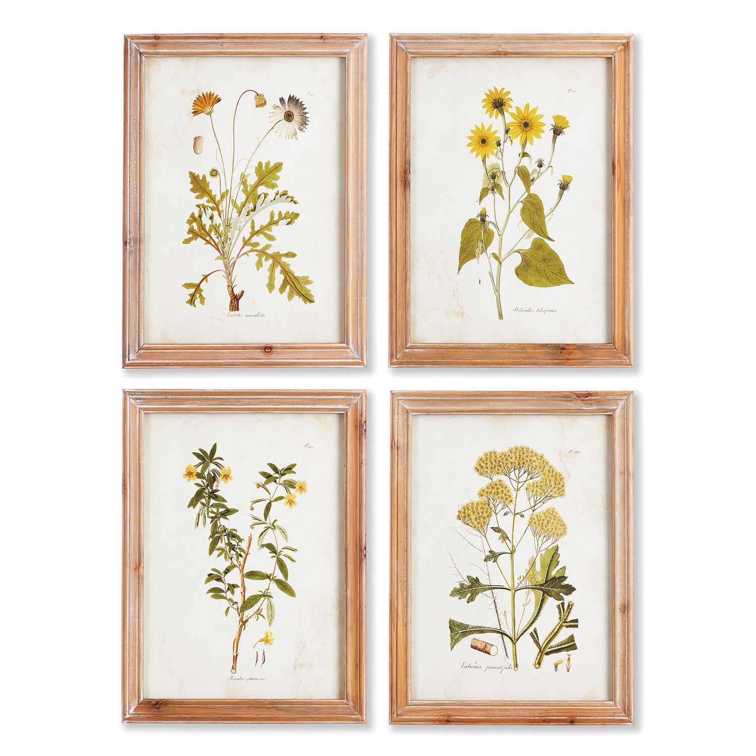 Golden Wildflower Study Wall Art Set of 4