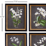 Orchid Study Petite Wall Art Set of 4