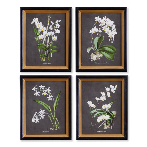 Orchid Study Petite Wall Art Set of 4