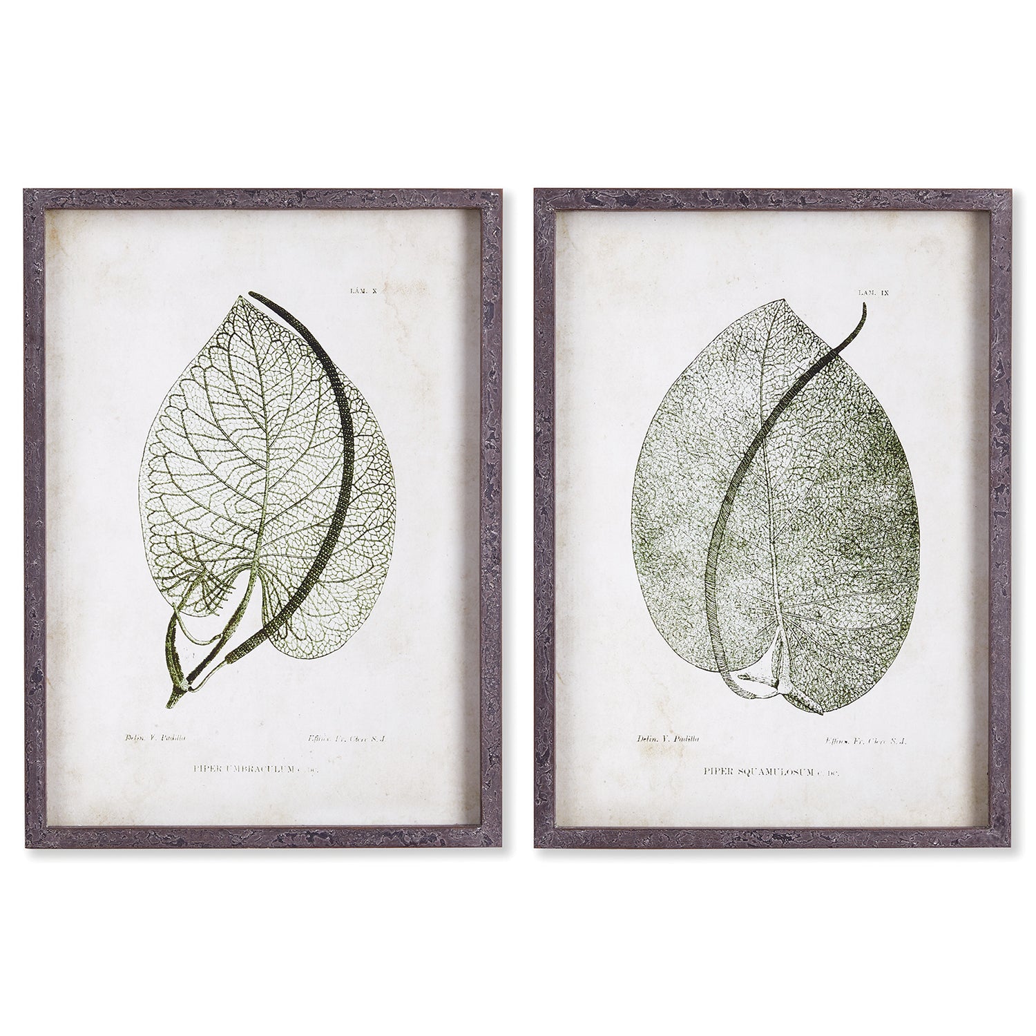 Cordate Leaf Study Framed Wall Art Set of 2