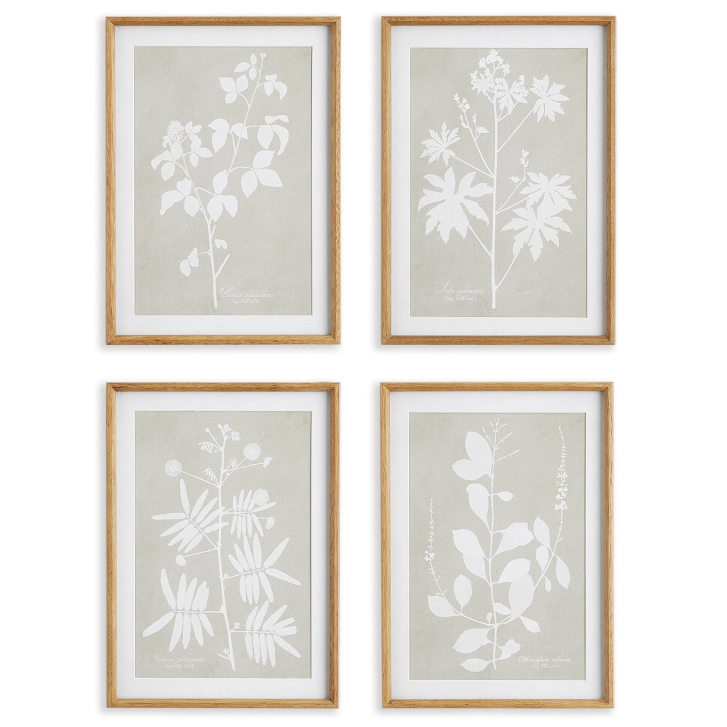 Foliage Study Wall Art Set of 4