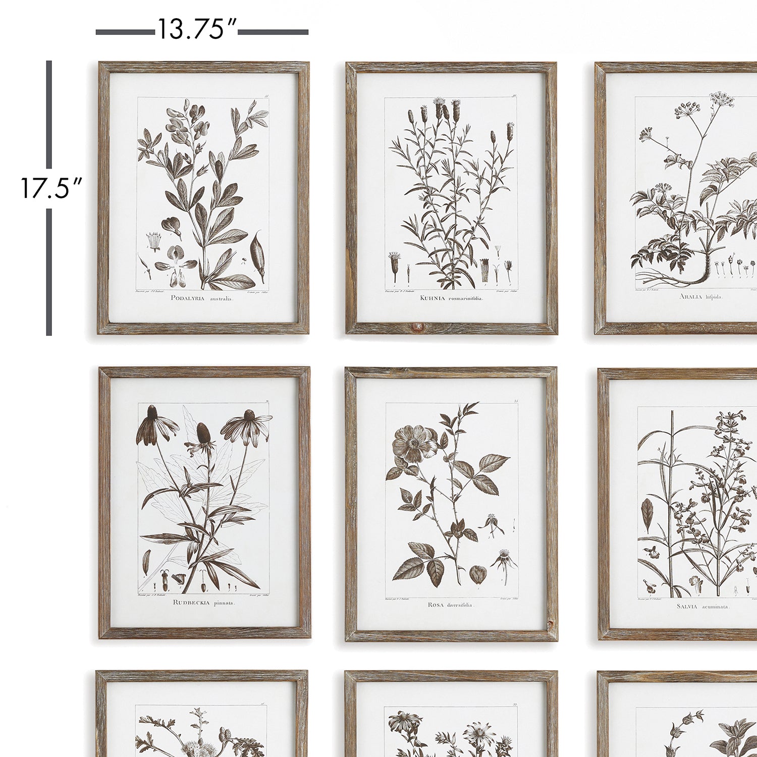 Rustic Foliage Study Wall Art Set of 9