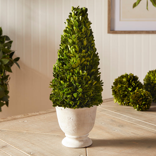 Boxwood Cone Topiary in Pot