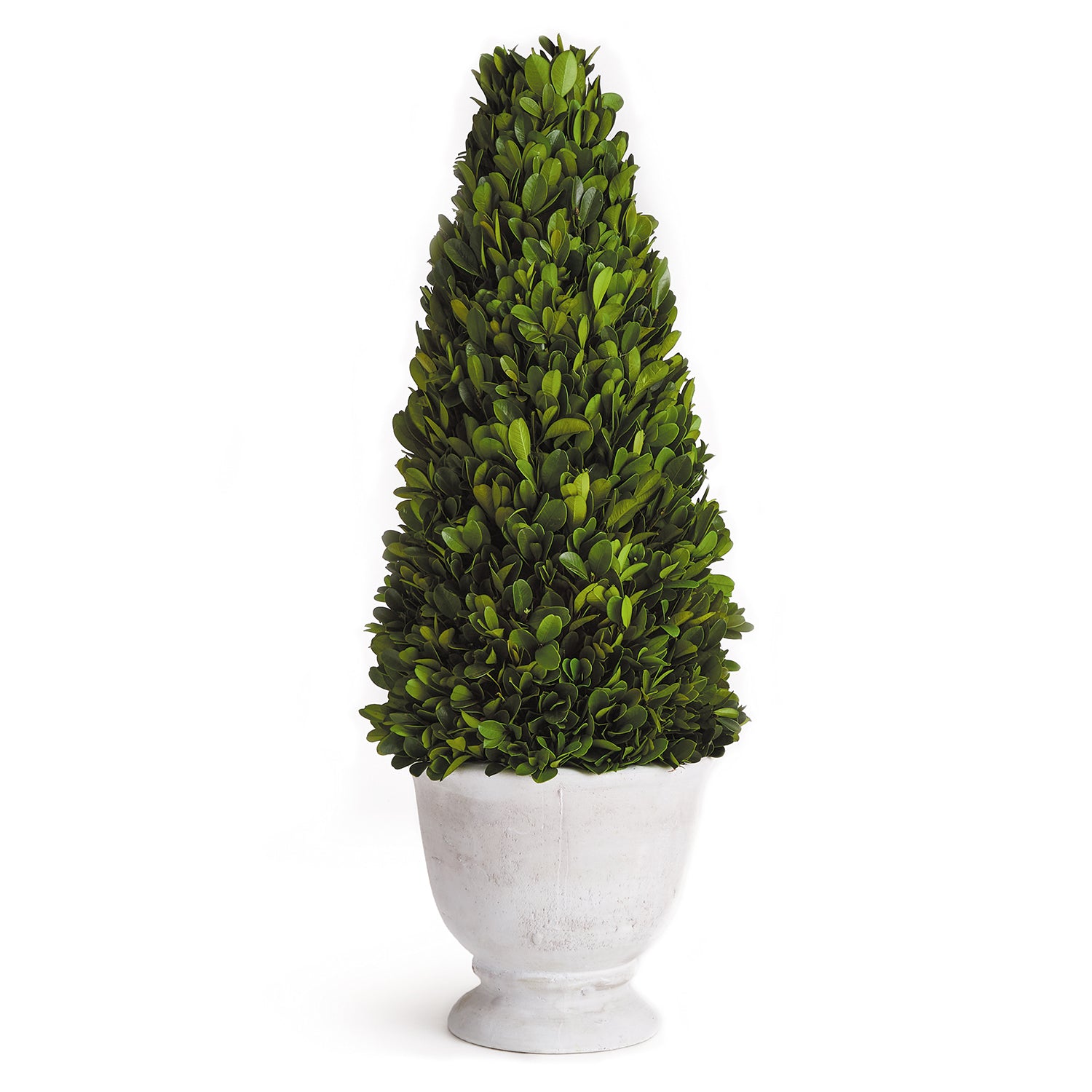 Boxwood Cone Topiary in Pot