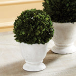 Boxwood Ball Topiary In Pot