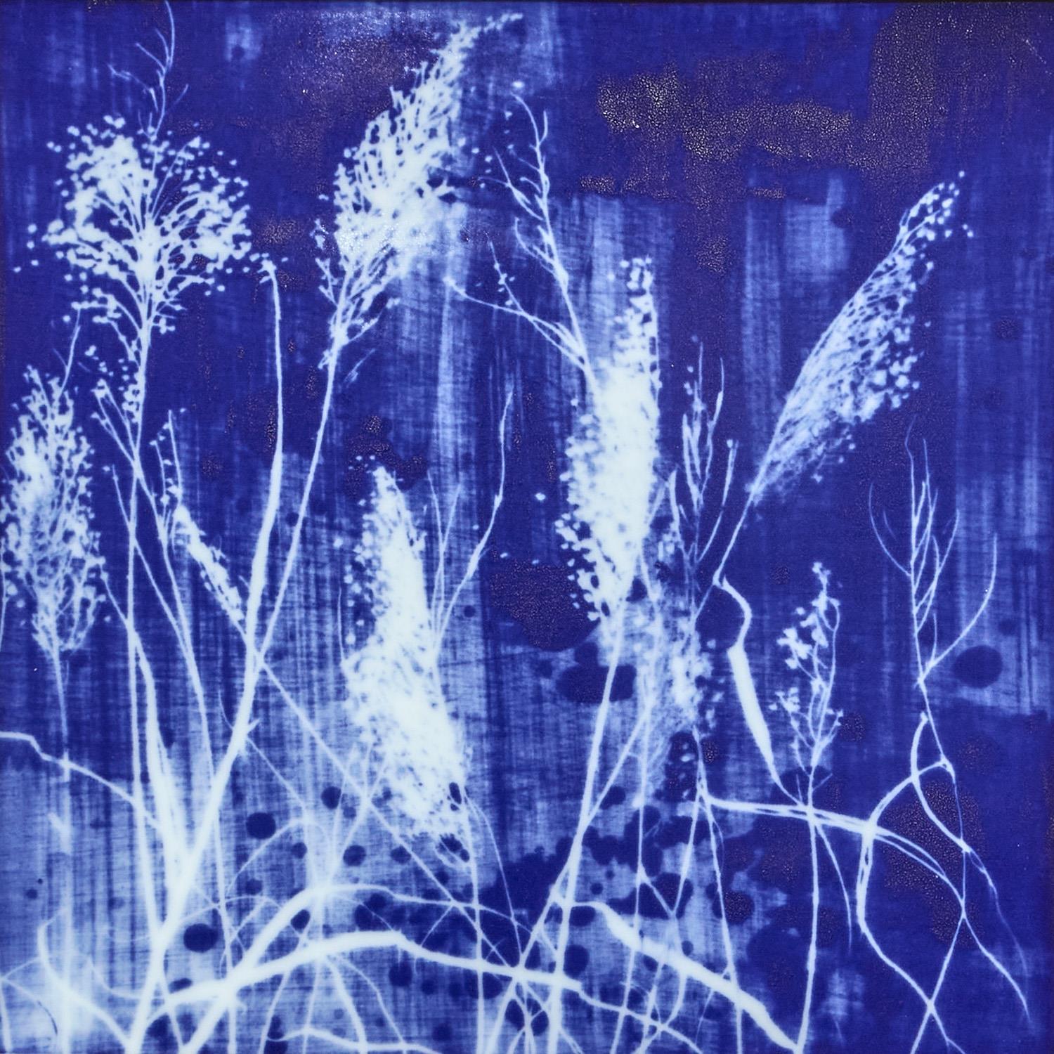Cyanotype Botanicals Wall Art Set of 6