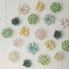 Phillips Collection Oviferum Succulent Wall Art