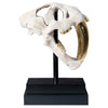 Phillips Collection Saber Tooth Tiger Skull
