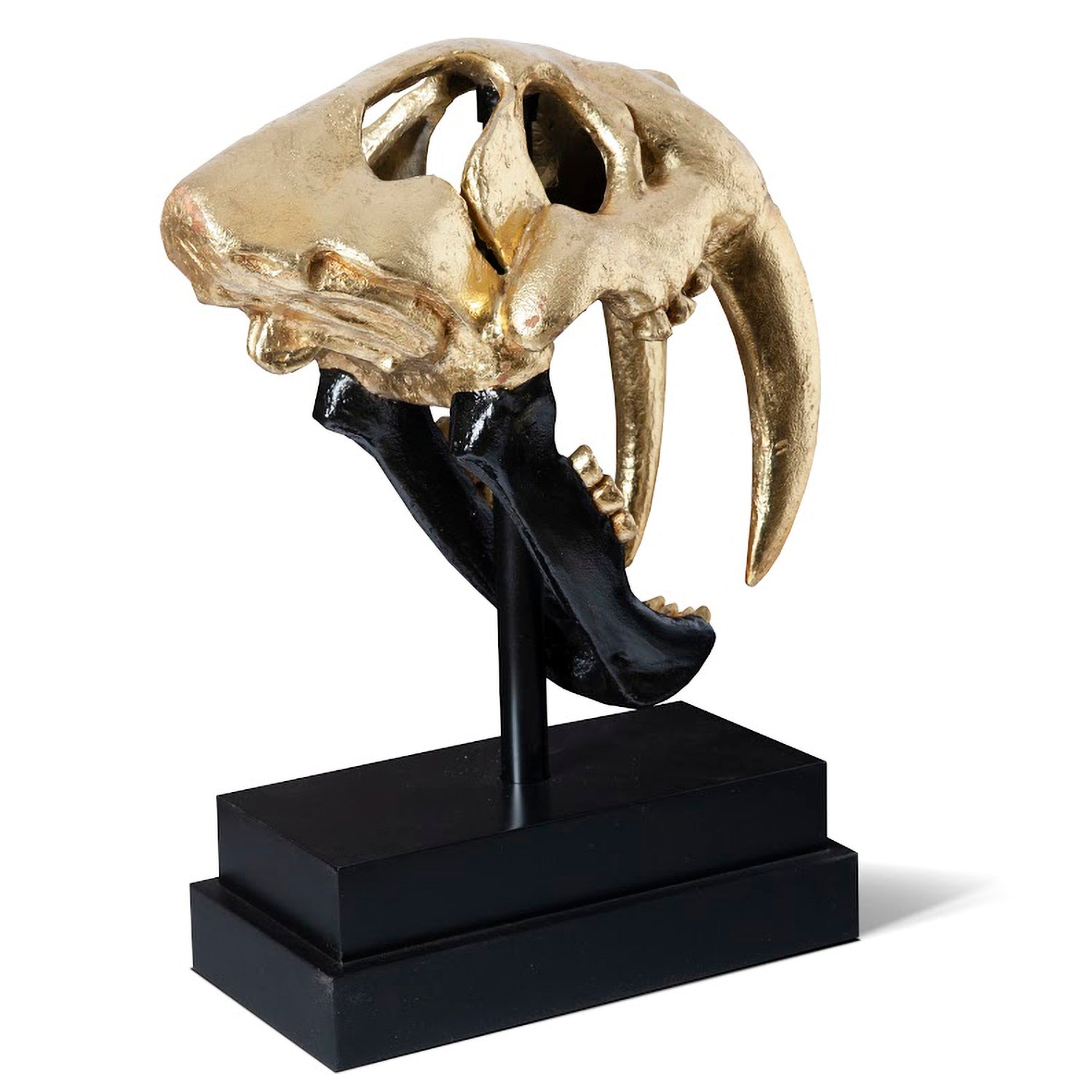 Phillips Collection Saber Tooth Tiger Skull