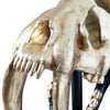 Phillips Collection Saber Tooth Tiger Skull