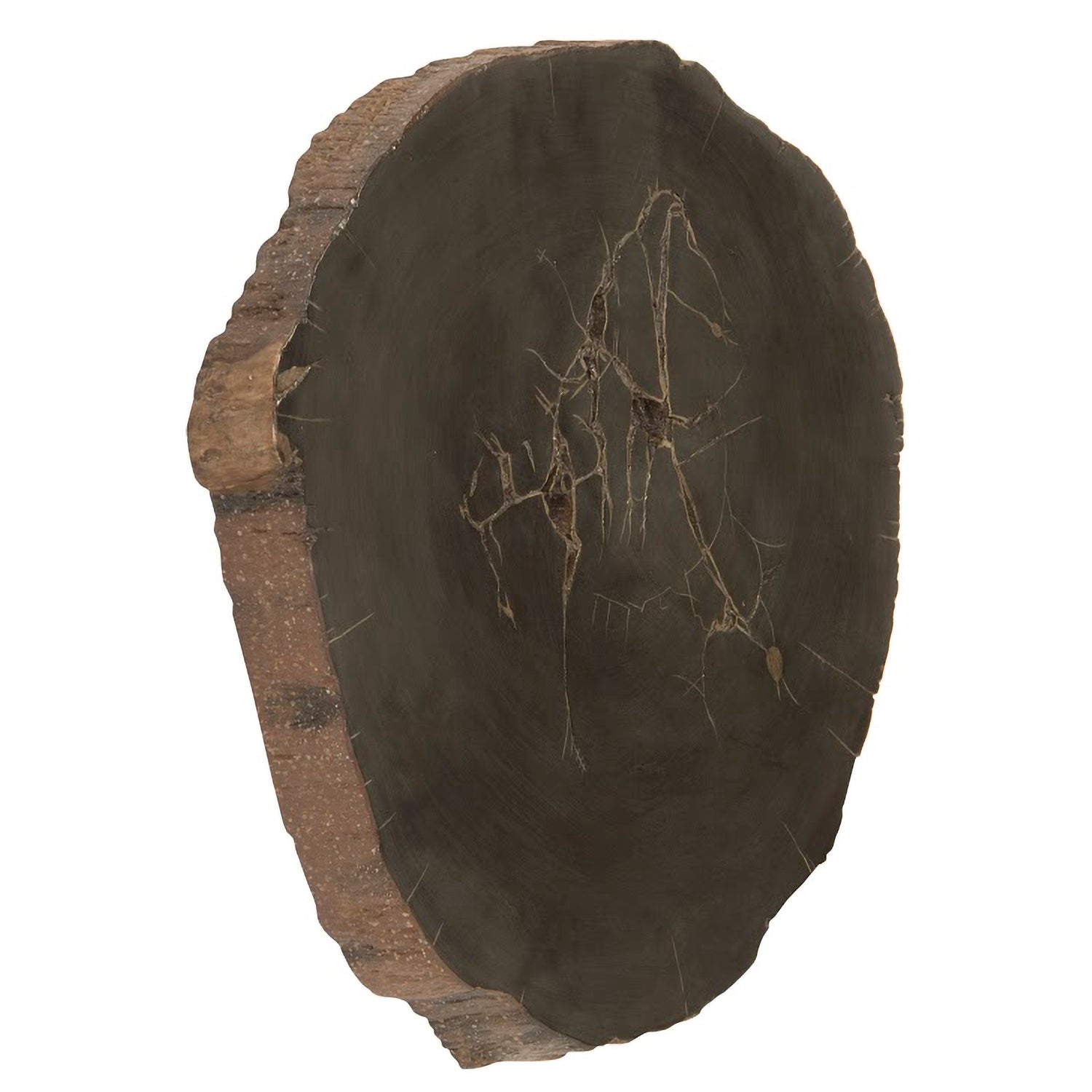 Phillips Collection Cast Petrified Wood Wall Tile