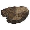 Phillips Collection Brown Cast Petrified Wood Wall Tile