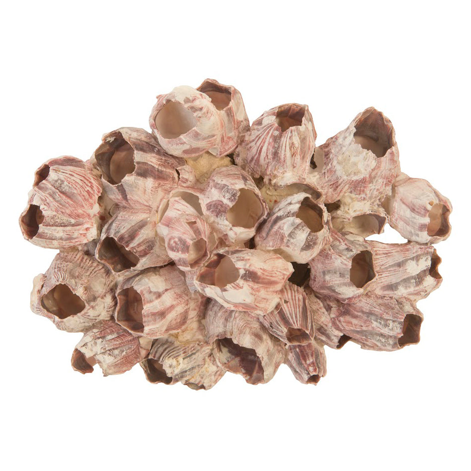 Phillips Collection Barnacle Cluster Wall Art