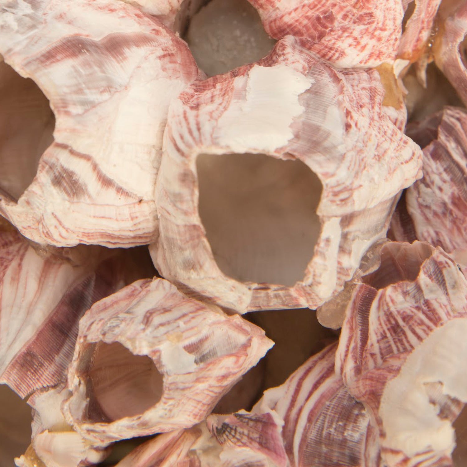 Phillips Collection Barnacle Cluster Wall Art