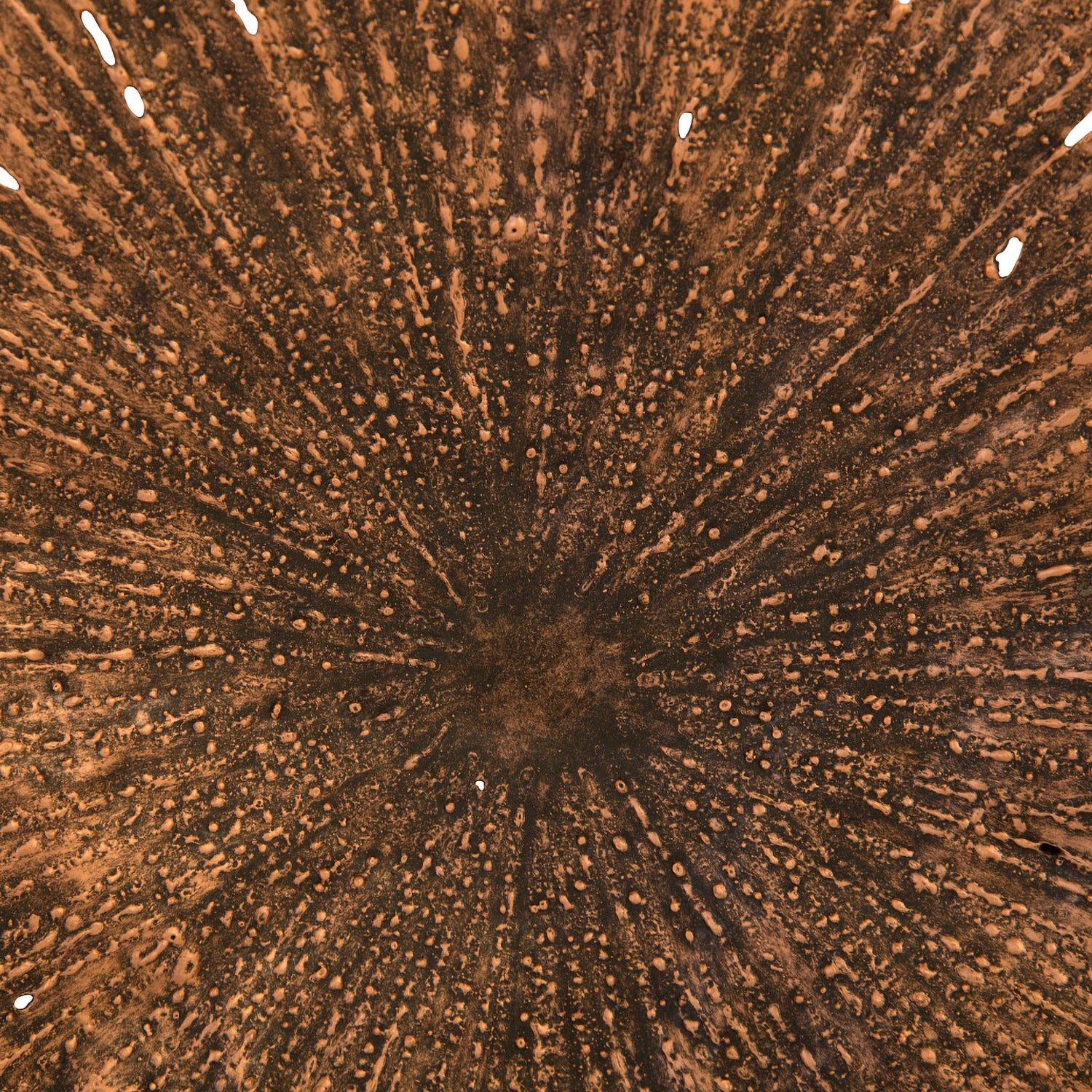 Phillips Collection Lotus Wall Art