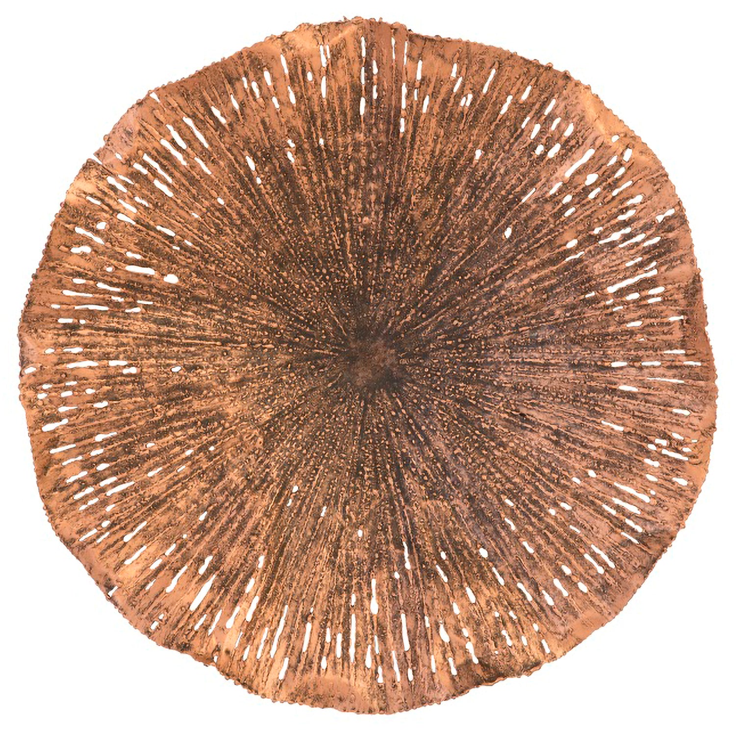 Phillips Collection Lotus Wall Art