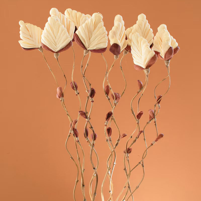 Cornhusk Botanicals Fan Set of 12