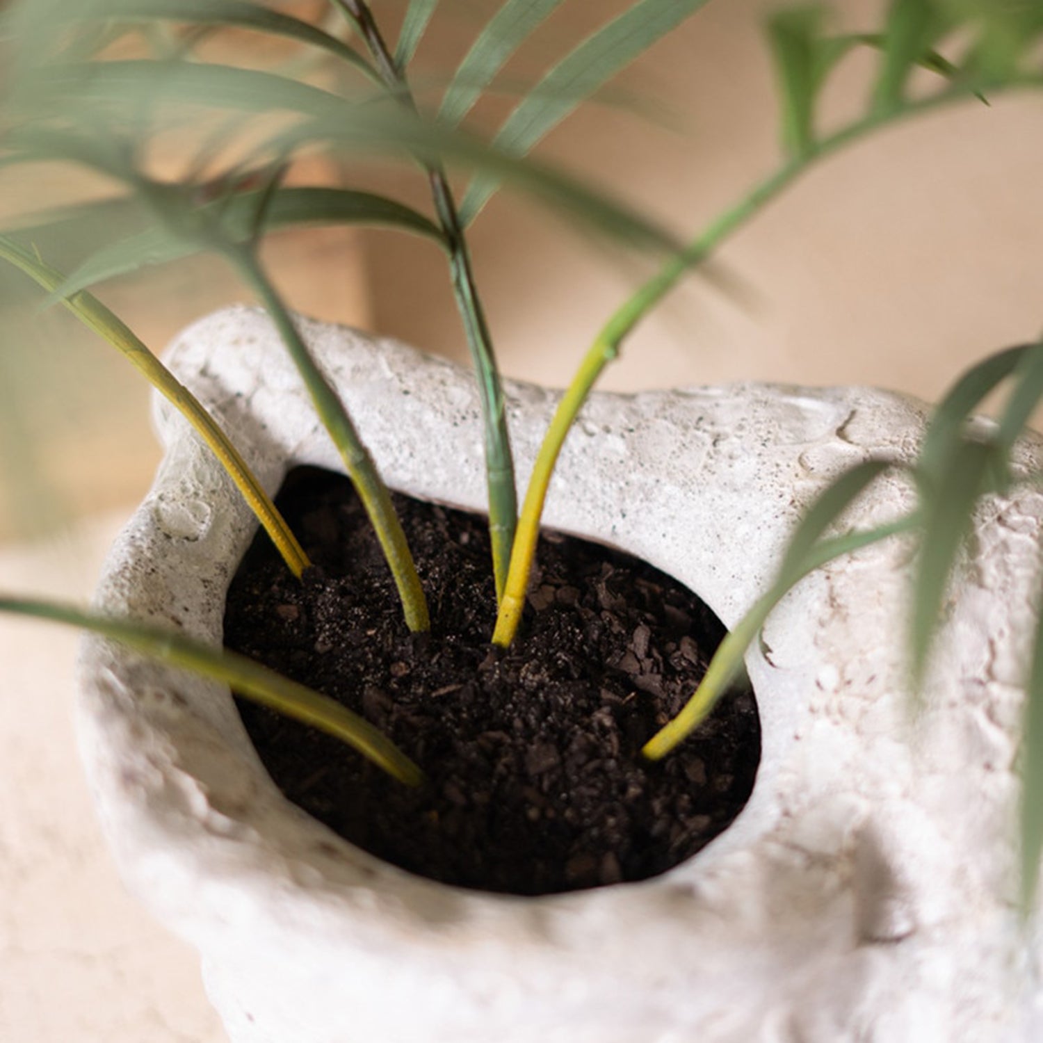 Terracotta Conch Shell White Glaze Planter