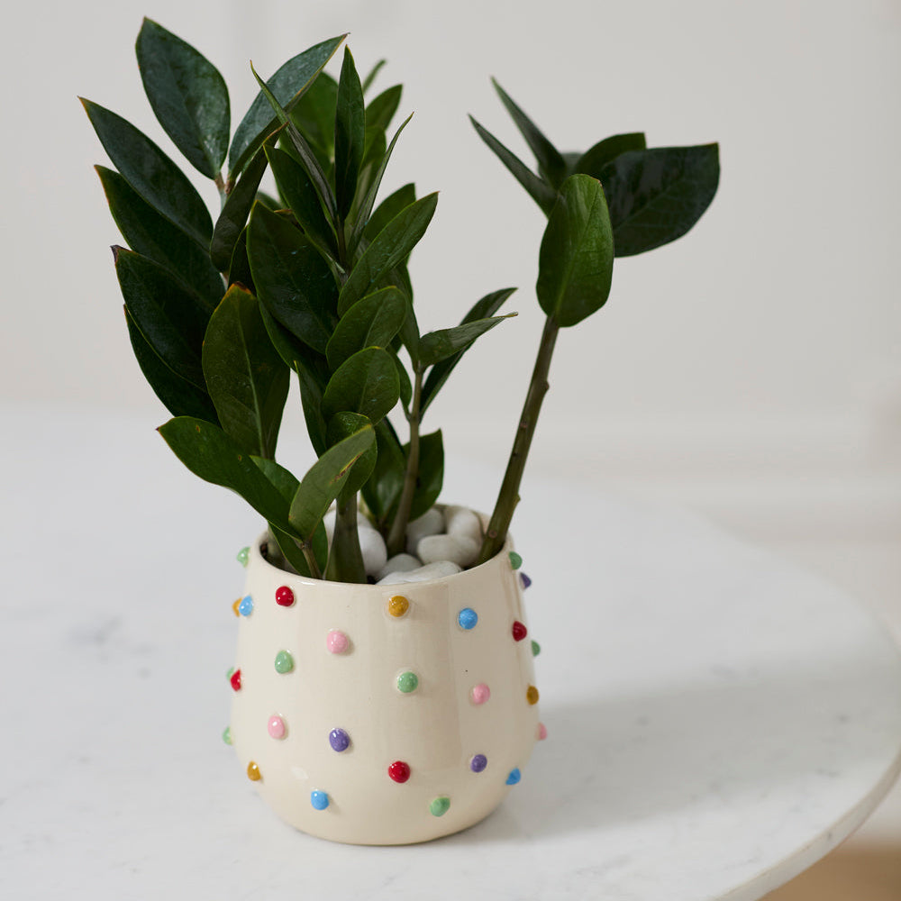 Color Dot Pot Set of 2