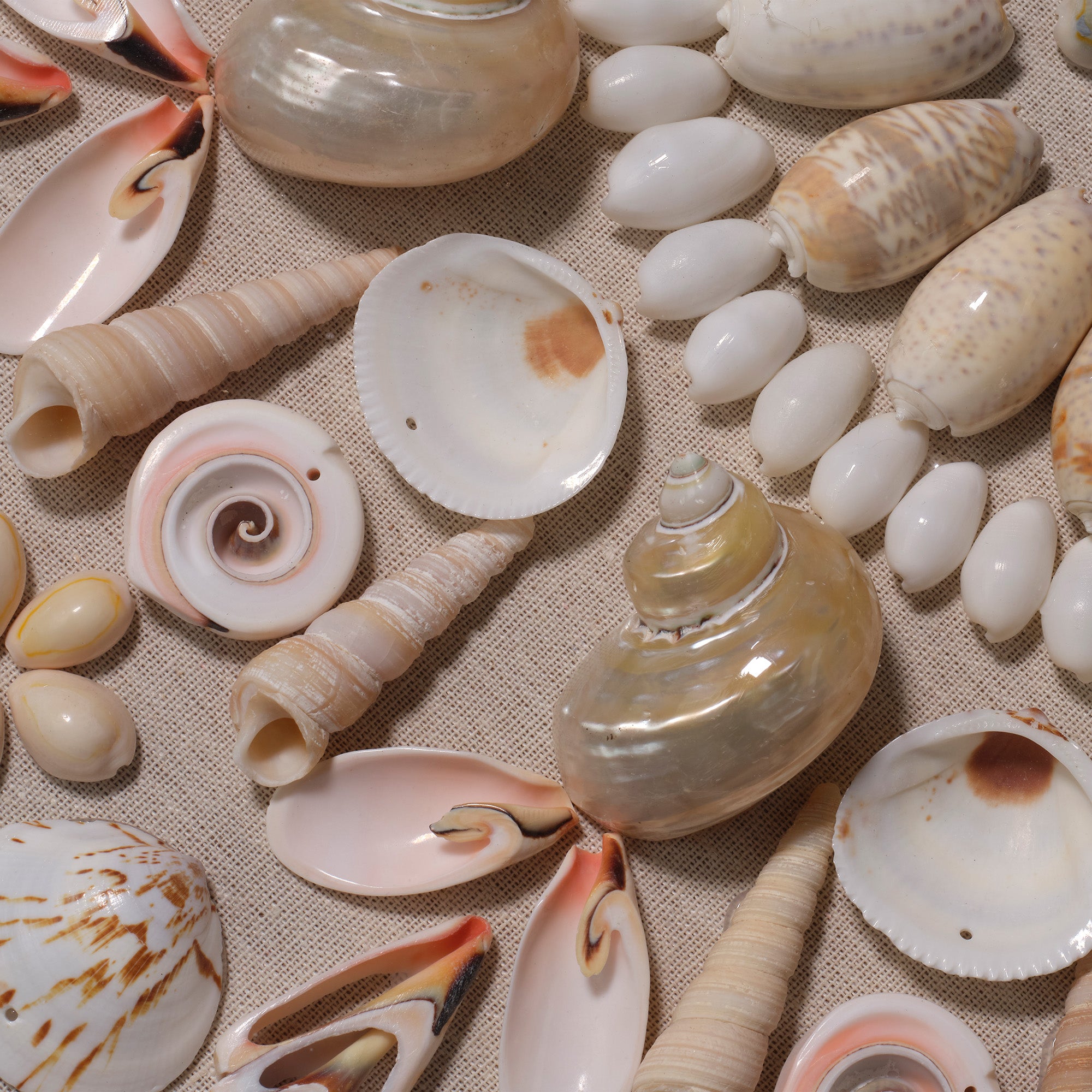 Jamie Young Seabrook Cream Shell Wall Art