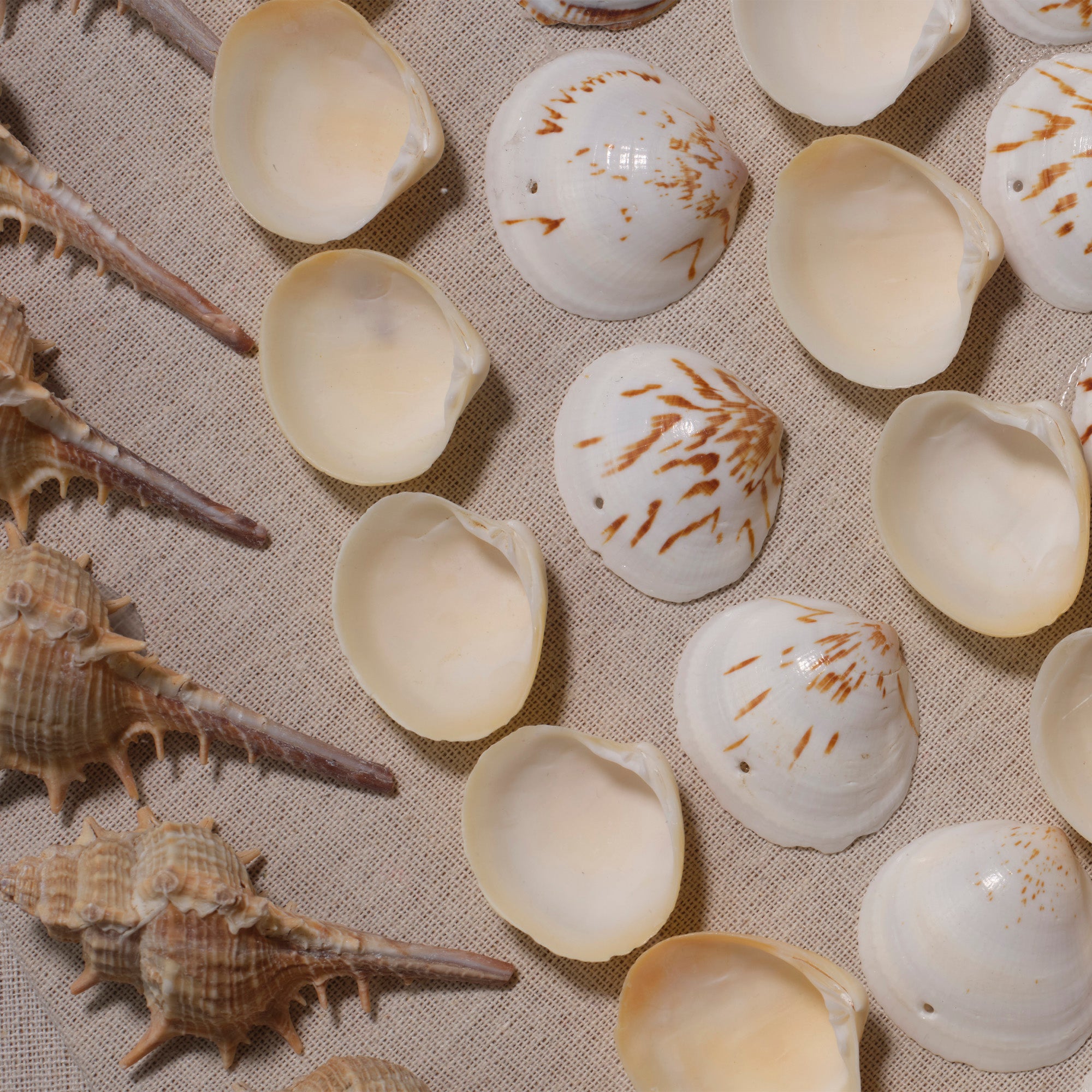 Jamie Young Outer Banks Cream and Natural Shell Wall Art