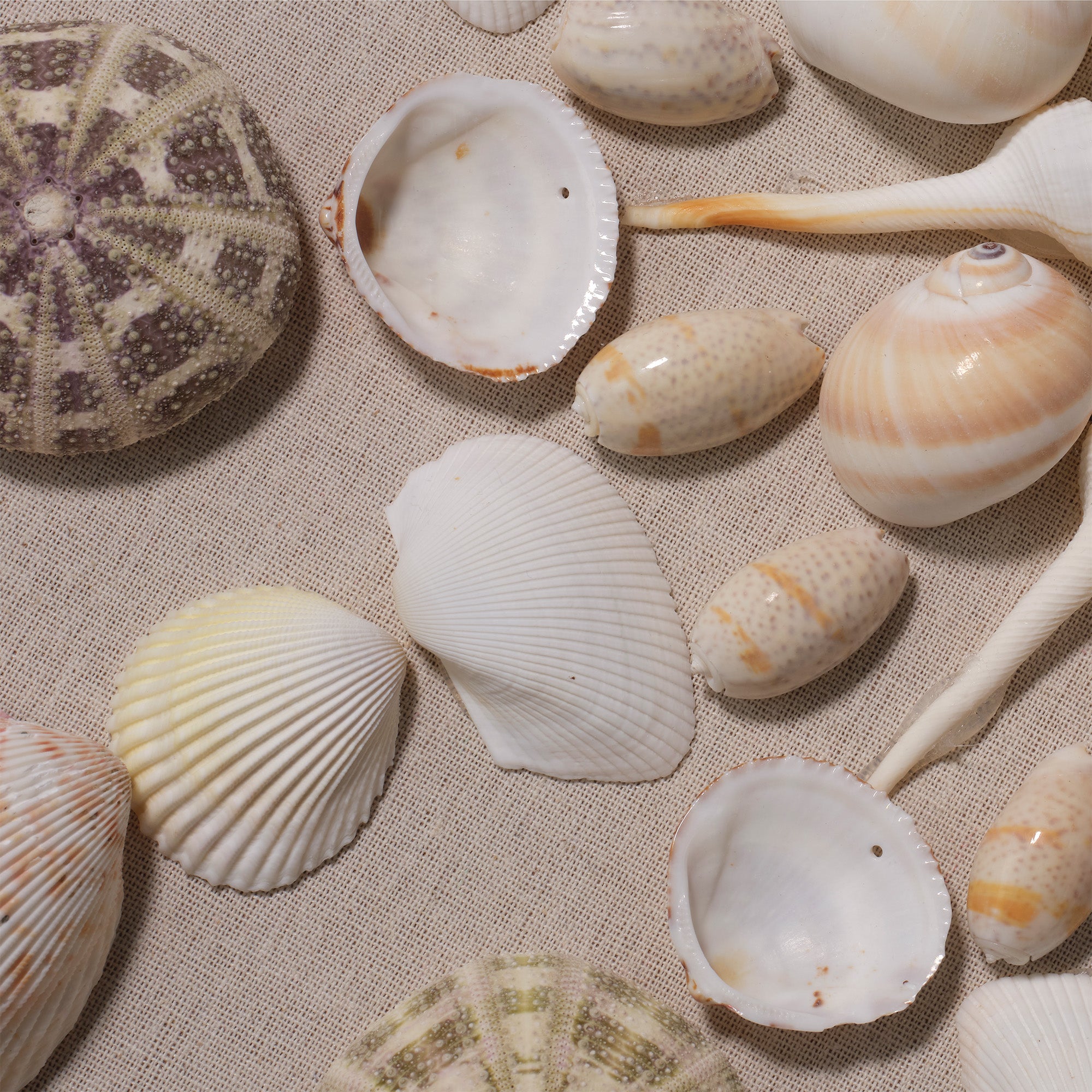 Jamie Young Miramar Pale Pink and Natural Shell Wall Art