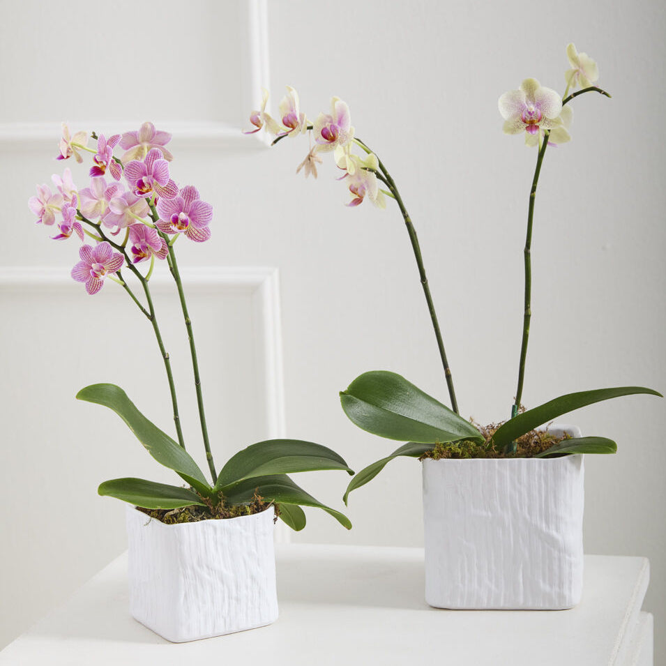Linen Cube Pot styled view, white ceramic cube planter